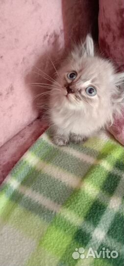 Котята отдам в добрые руки бесплатно