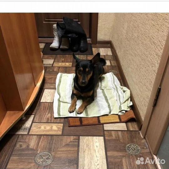 Собака в добрые руки