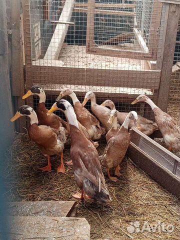 Яйцо Утки индийский бегунок