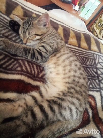 Котята в добрые руки бесплатно