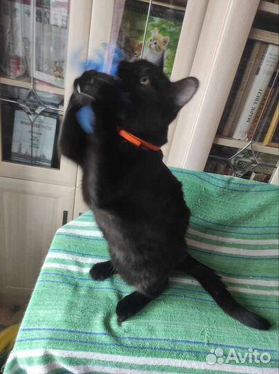 Котейка в любящие ручки