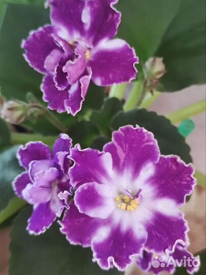 Сортовые фиалки