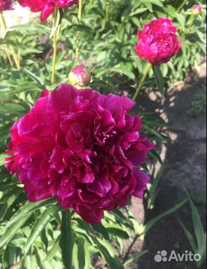 Пионы саженцы
