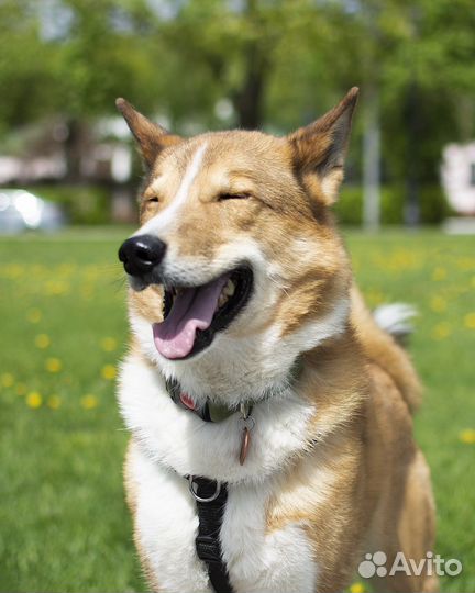 Собака из приюта в добрые руки