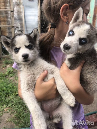Щенки хаски