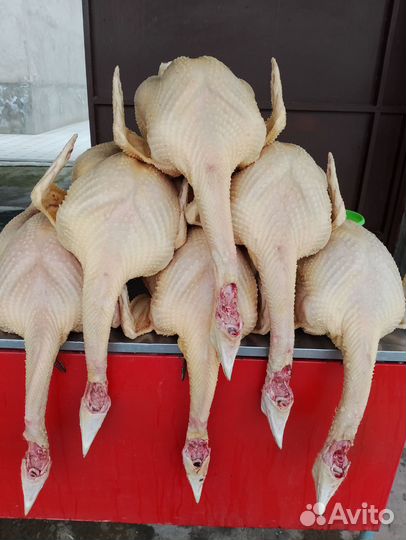 Индюки домашние