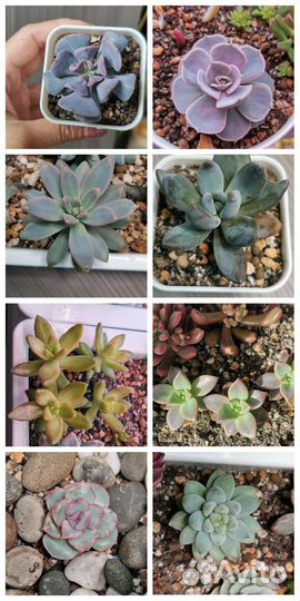 Суккуленты эхеверия, комнатные цветы, Часть 1