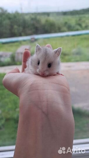 Сирийский хомяк