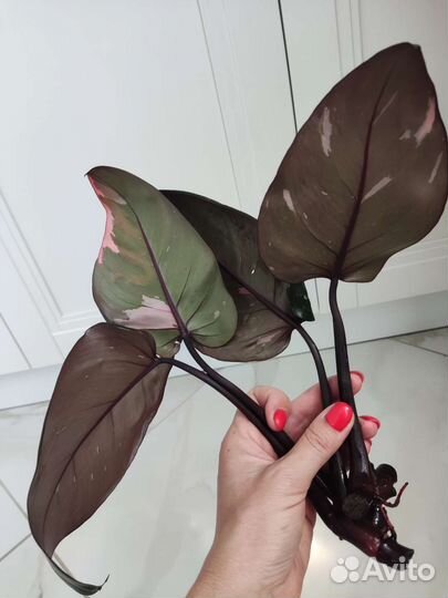 Филодендроны сортовые