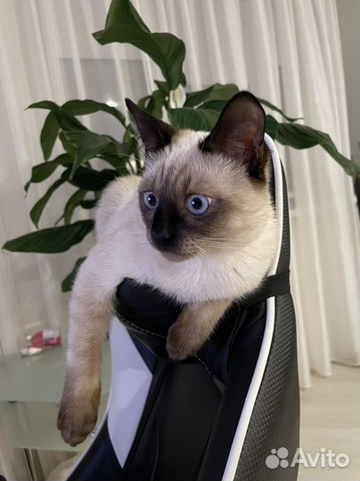 Сиамский кот вязка