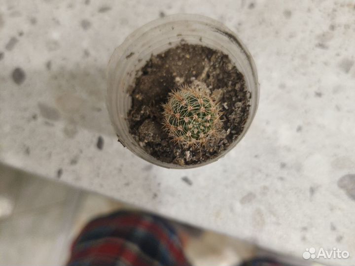 Кактус обыкновенные