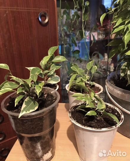 Фикус бенджамина Кинки