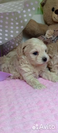 Мальтипу f 1 беби фэйс девочки