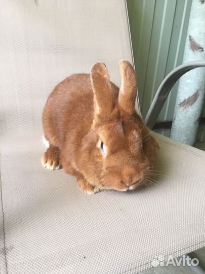 Кролики строкачи, нзб, нзк, бсс, венский голубой