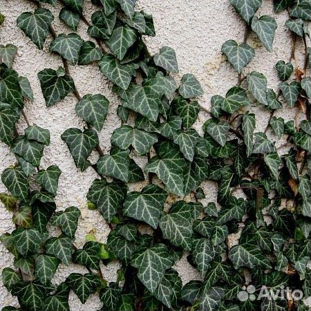 Садовые лианы