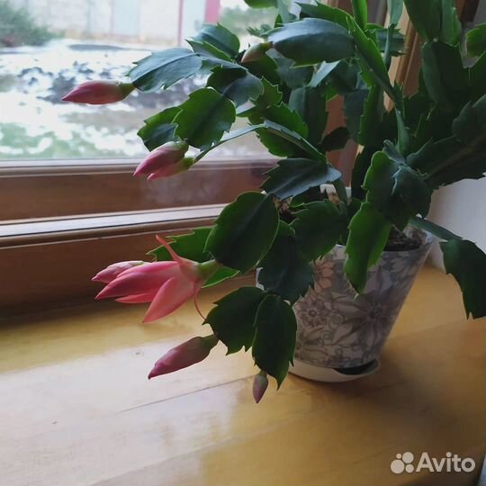 Декабрист шлюмбергера