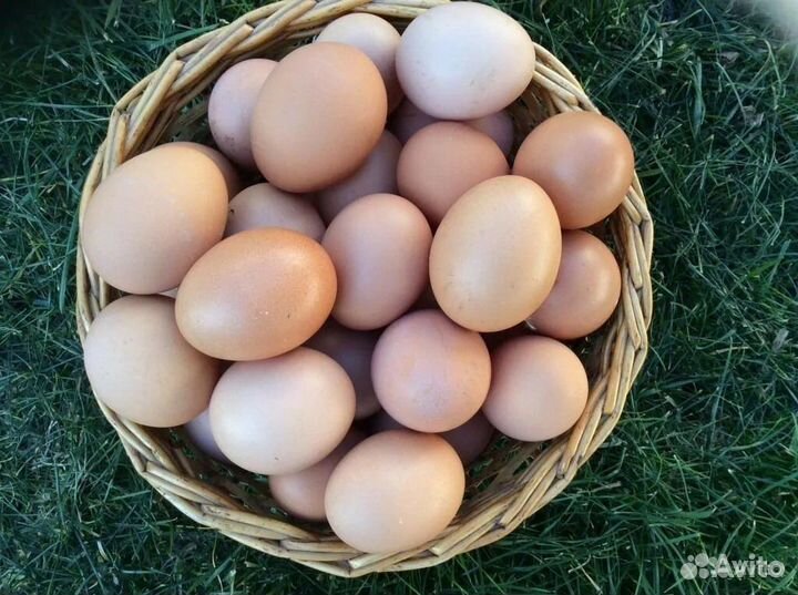 Домашние куриные яйца