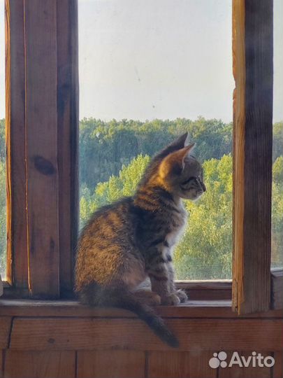 Котёнок очень ждёт тебя