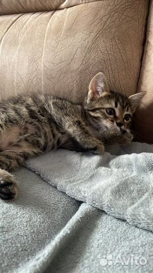 Кошка в дар бесплатно