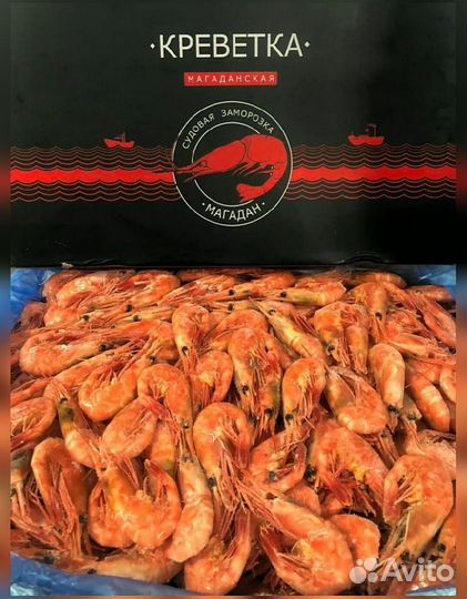 Креветка Северная
