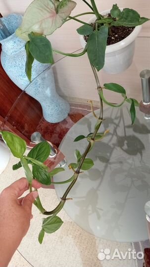 Ветка Сингониума с воздушными корнями