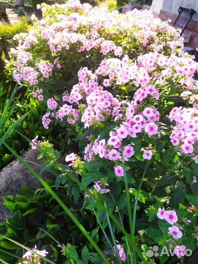 Многолетники для сада