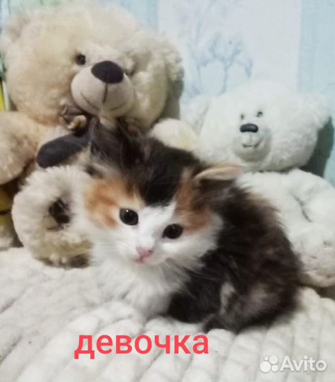 Малыши в поисках дома и своего человека