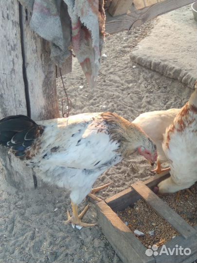 Домашняя птица