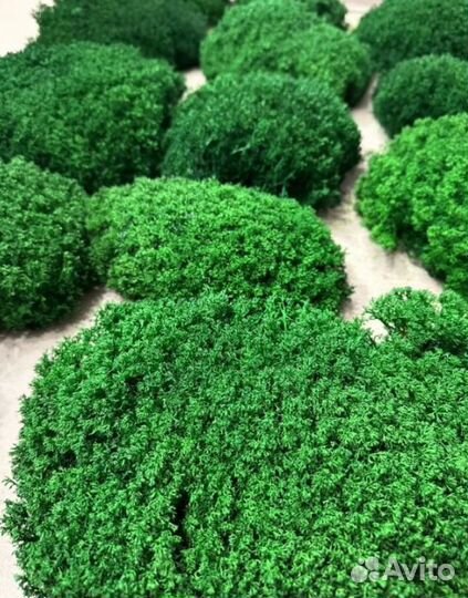 Яркий стабилизированный мох опт