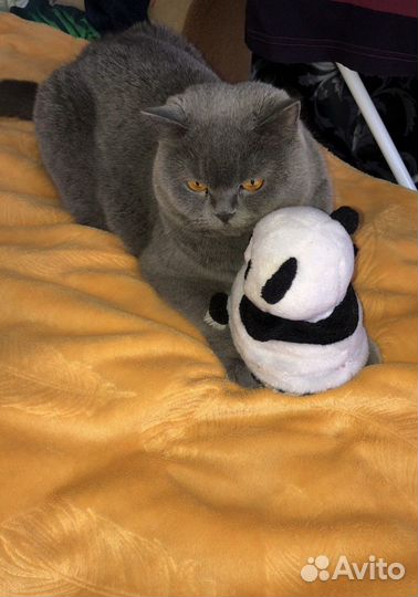 Британская