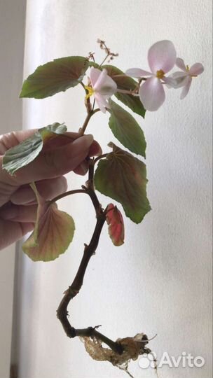 Бегония вечноцветущая