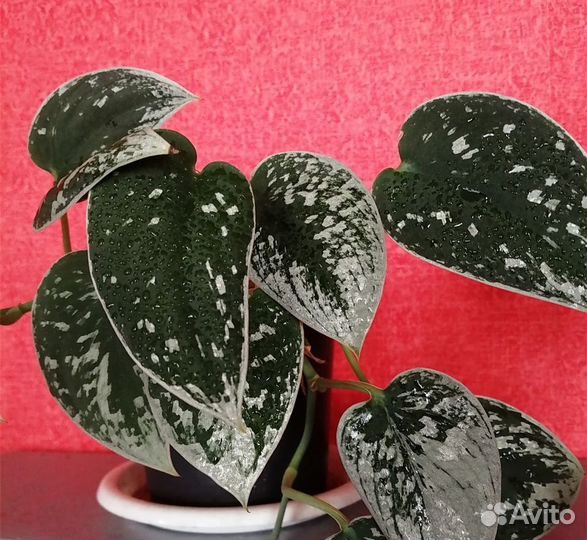 Цветики домашние