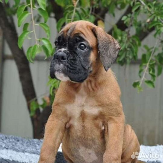 Щенки Боксера