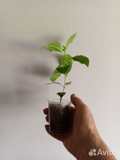 Гортензия метельчатая. Гейхеры