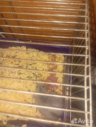 Декоративная крыса дамбо