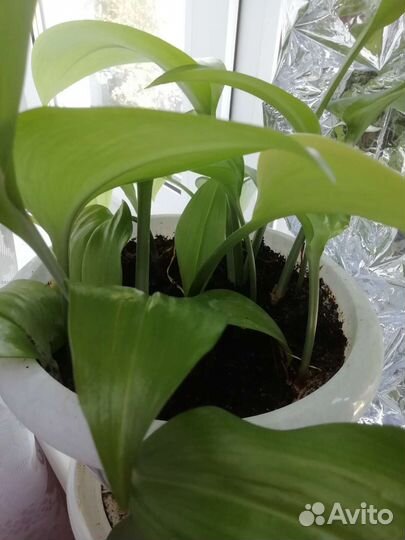 Эухарис амазонская лилия