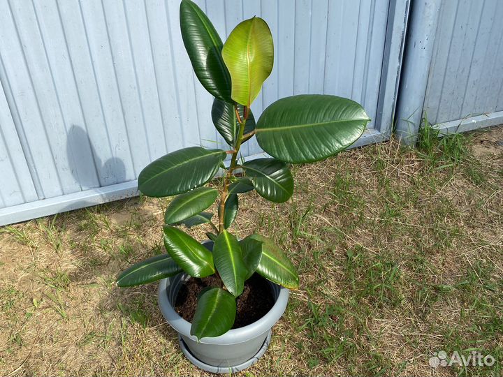 Фикус каучуконосный