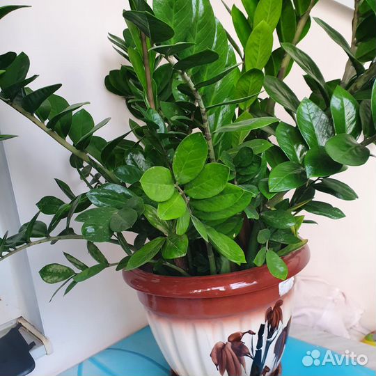 Растение замиокулькас