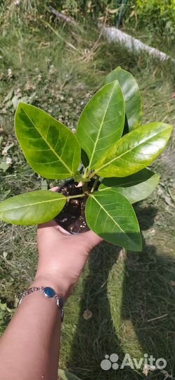 Сортовые фикусы