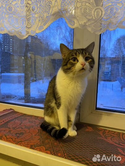 Кот в добрые руки