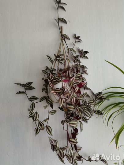 Традесканция Зебрина