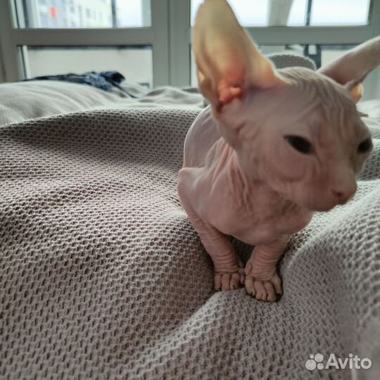 Котенок канадского сфинкса