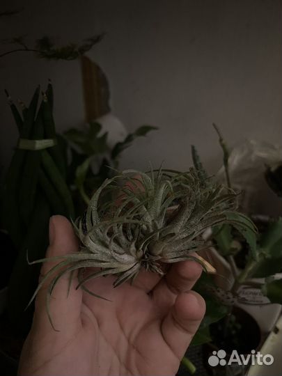 Тилландсия атмосферная