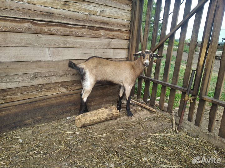 Козлик, козочки