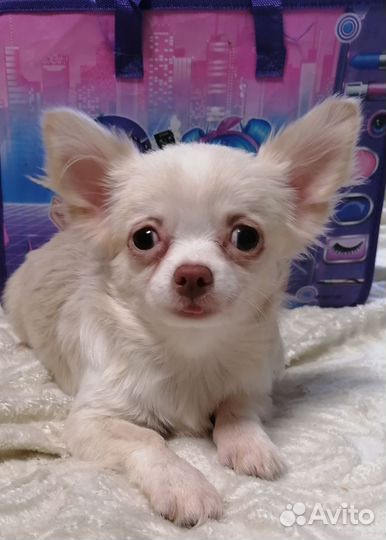 Чихуахуа девочка дш