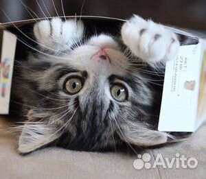 Домашняя передержка кошек