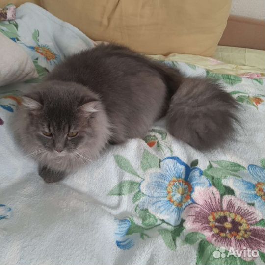 Сибирский кот