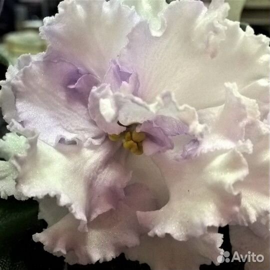 Фиалка ек-Снежное Кружево