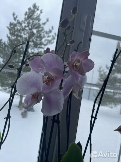 Орхидея фаленопсис