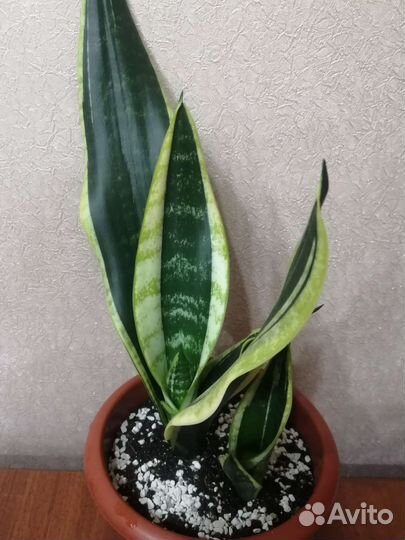 Сансевиерия сортовая Блек голден